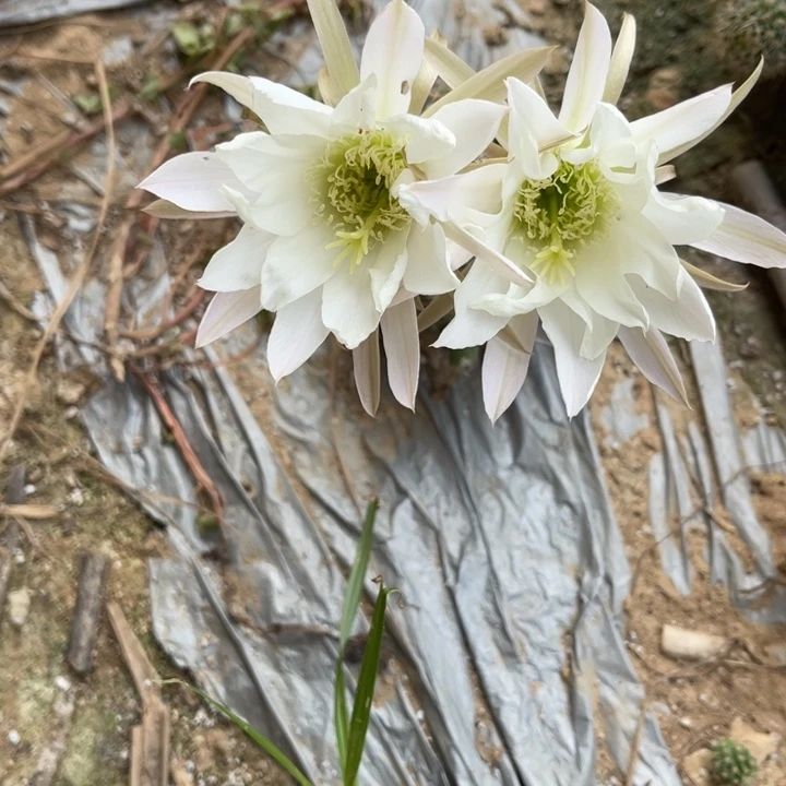丽花仙人球丽花127