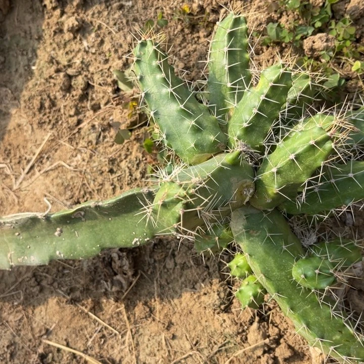 春***＾宇宙殿鹿角柱仙人球107