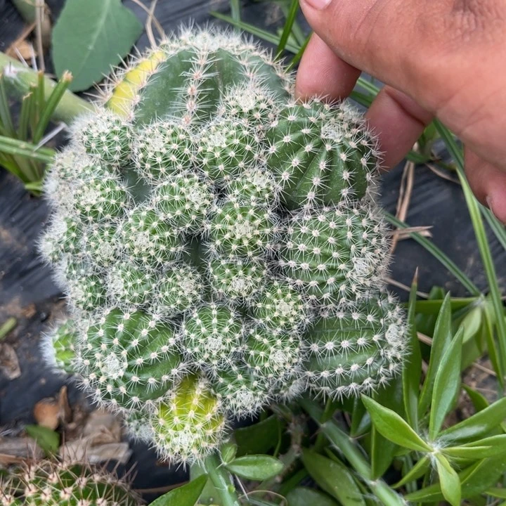 T***i仙人球彩草仙人球130