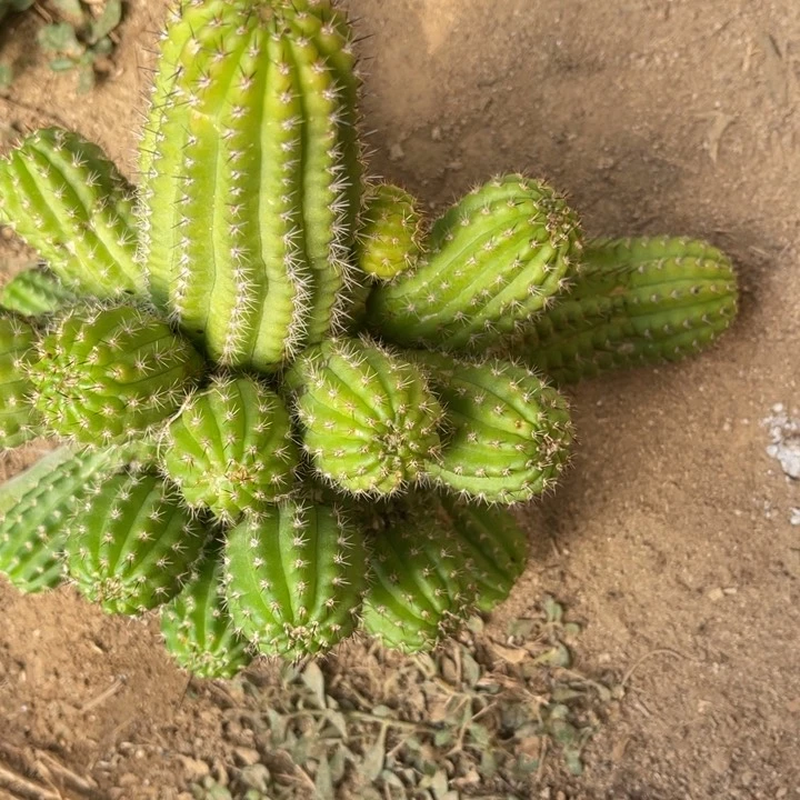 春***＾白檀仙人球白檀271