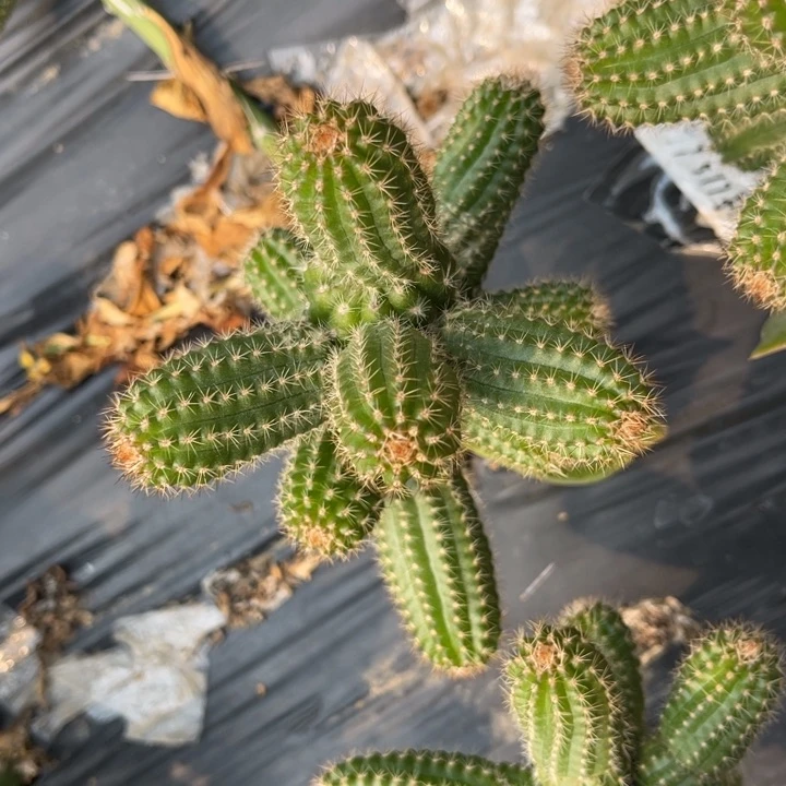 h****a白檀仙人球397白檀194