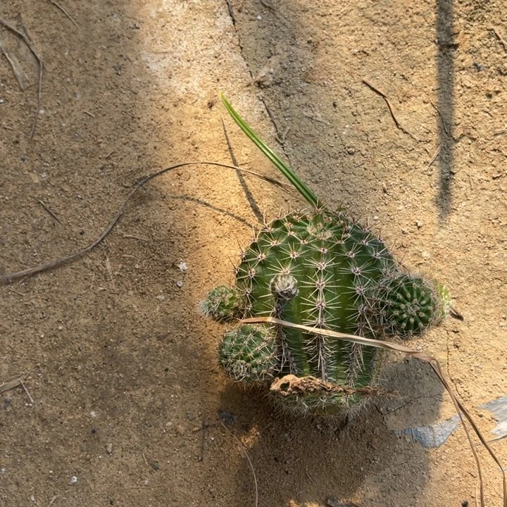 h****a黄白仙人球彩草327