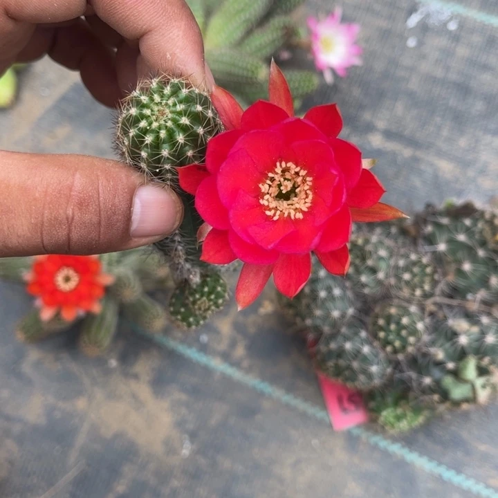 白檀仙人球白檀60