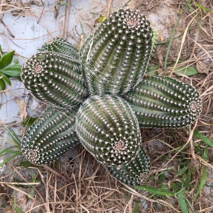 h****a彩草仙人球彩草81