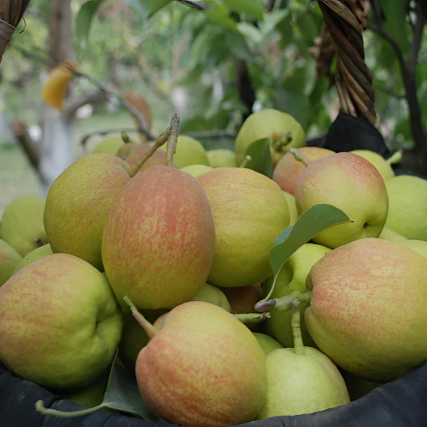 库尔勒30团富硒香梨6斤装（酥脆清香清香爽口）