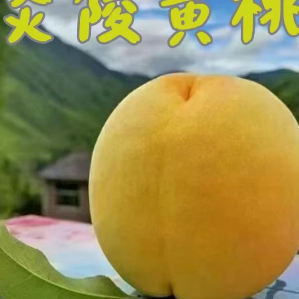易阳拾贰严选炎陵高山黄桃4两起10斤装颗颗精选