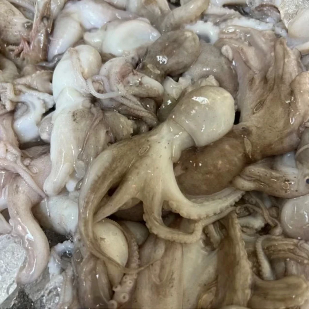 山东日照深海短腿八爪鱼口感爽脆净重400克/包   顺丰发货