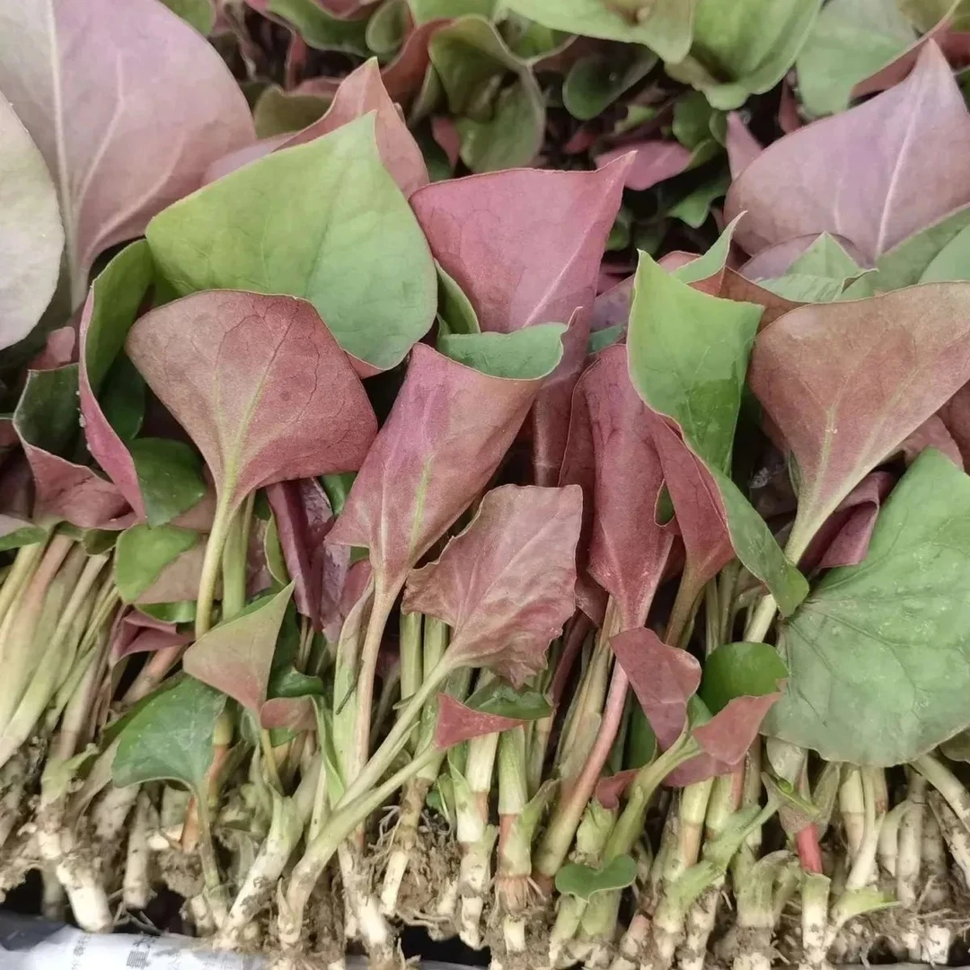 四川新鲜鱼腥草嫩叶折耳根嫩叶嫩芽时令蔬菜现摘现发凉拌嫩叶子