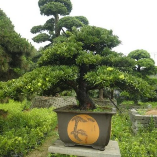 造型罗汉松 庭院植物 一物一拍