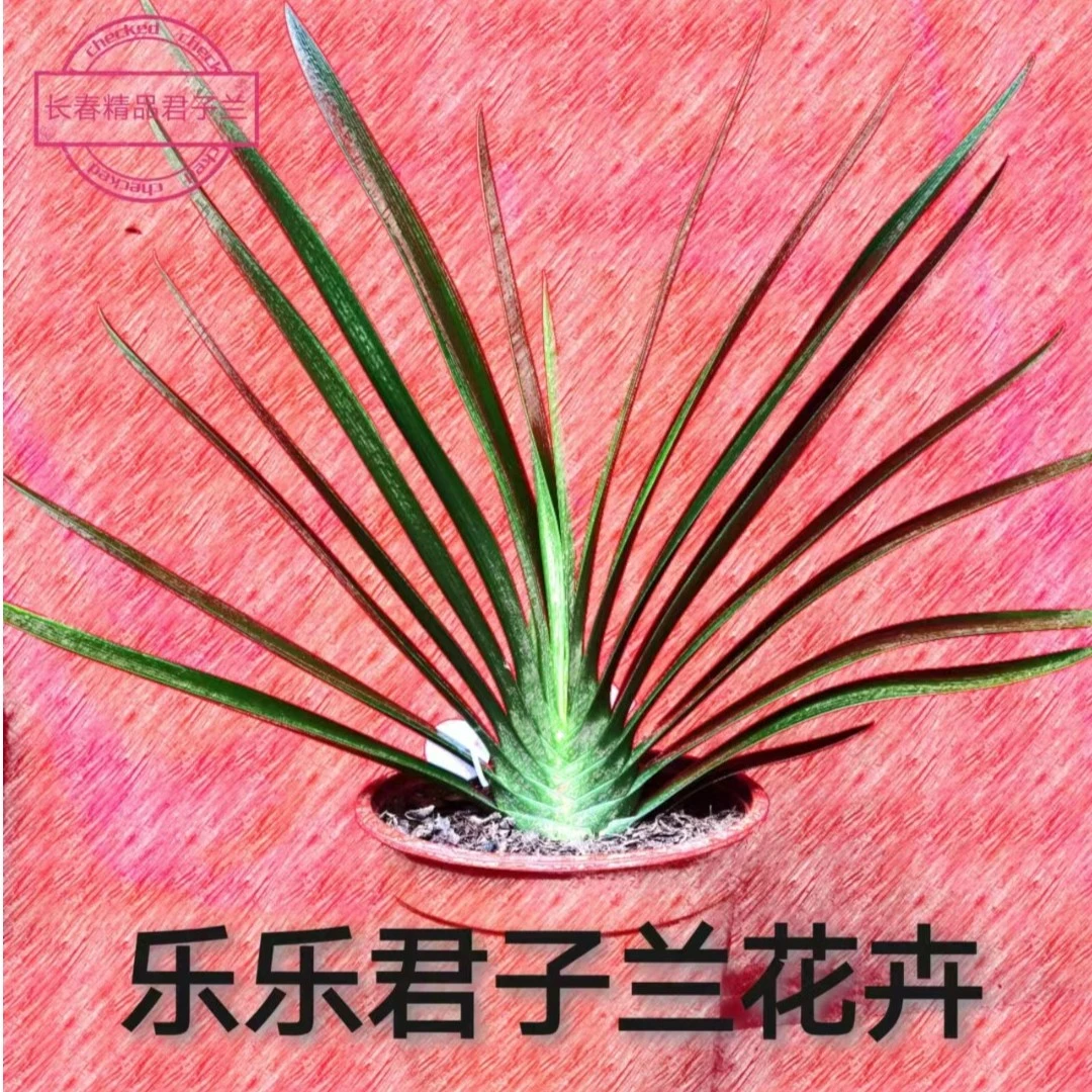 乐乐君子兰花卉技油短多品种杂合体