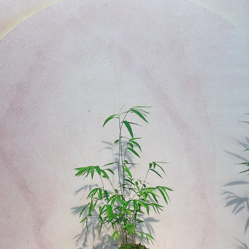 【闪购商品】陶瓷竹子盆景一物一拍以直播间为准