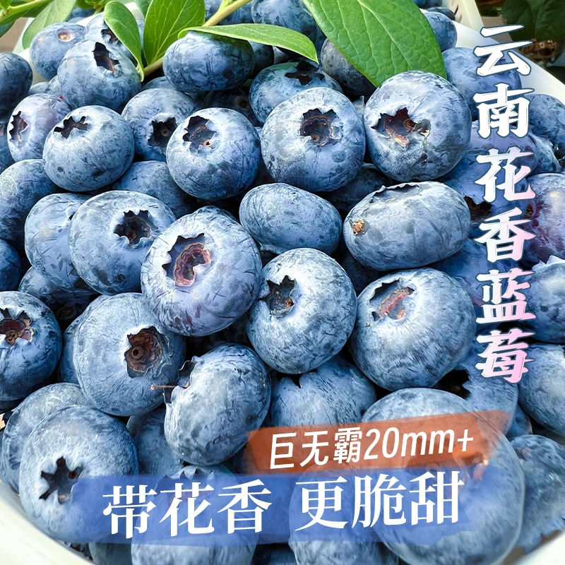 顺丰空运【巨无霸】20-24mm云南抚仙湖高山L花香蓝莓新鲜采摘小懒杯