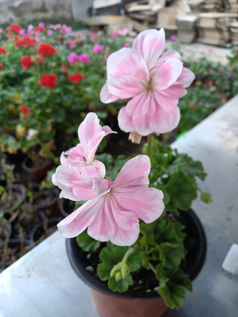 直立垂吊天竺葵稀有品种天竺葵盆栽重瓣大花绣球花苗室内阳台