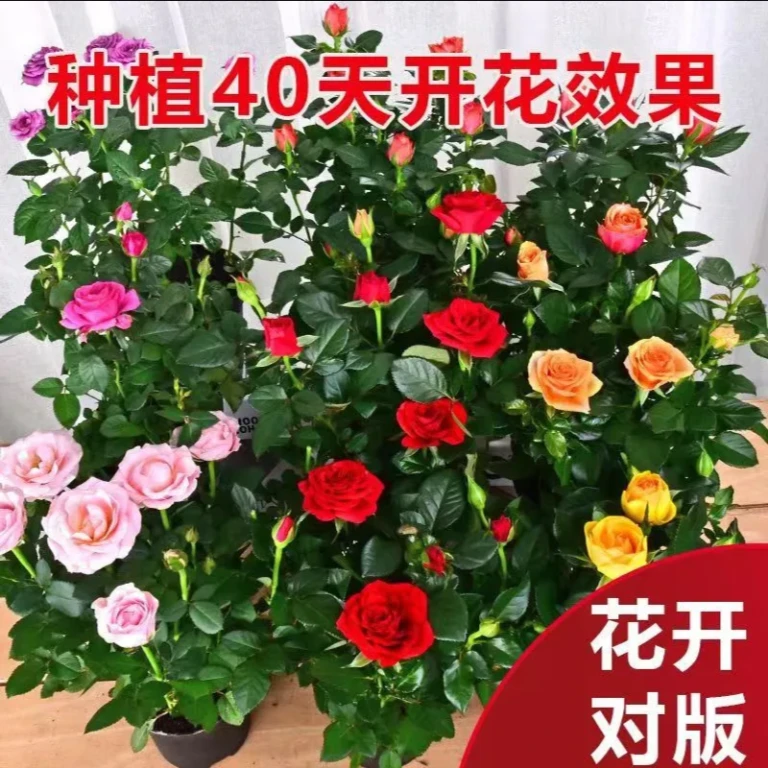 耐寒浓香型玫瑰老桩苗多色栽培玫瑰花苗月季四季开花绿植庭院花卉
