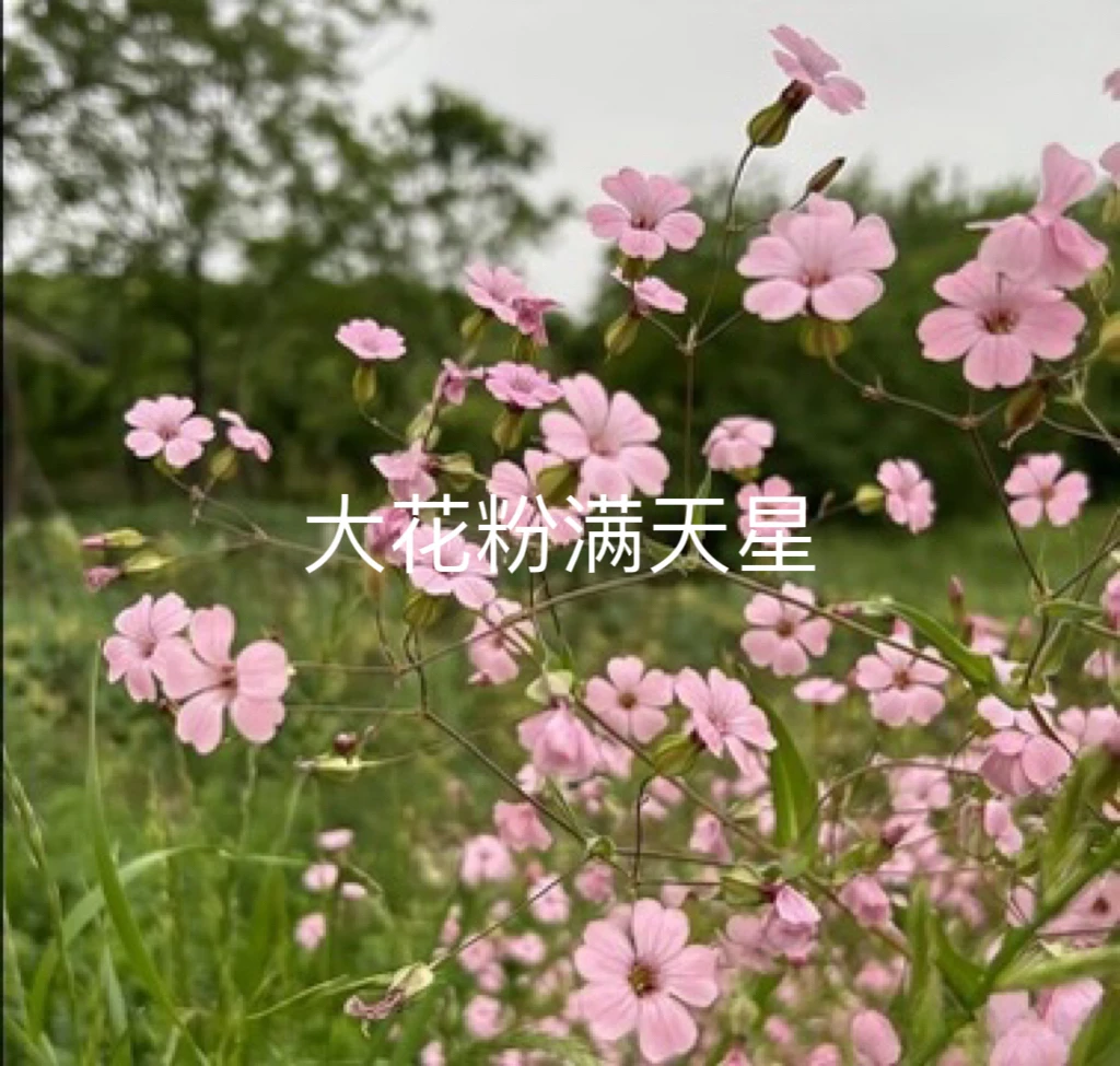 肆时花园花草种子