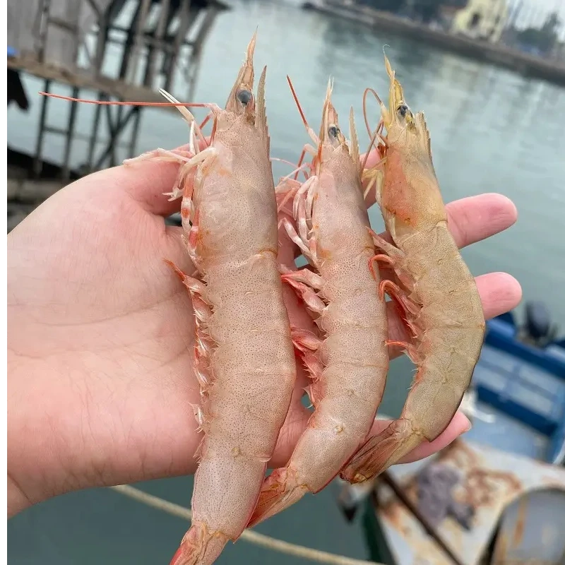 3斤广东本港天然海麻虾沙卢虾顺丰冷链包邮加海水速冻锁鲜