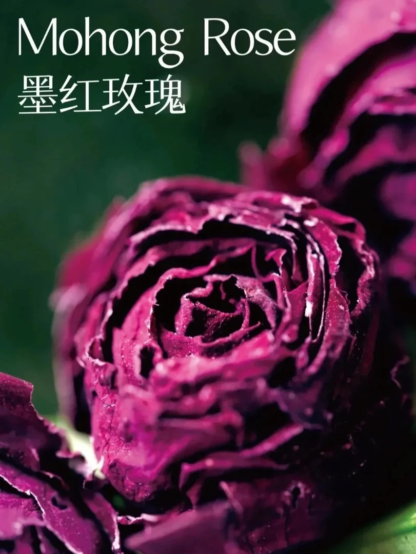 【云逸轩心选】云南墨红玫瑰饱满浓郁养生