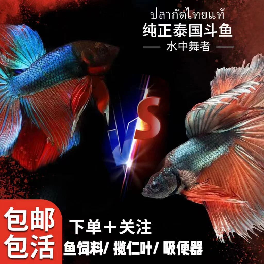B 97-B 192活体泰国斗鱼半月狮王红蓝热带鱼淡水鱼耐活观赏鱼将军