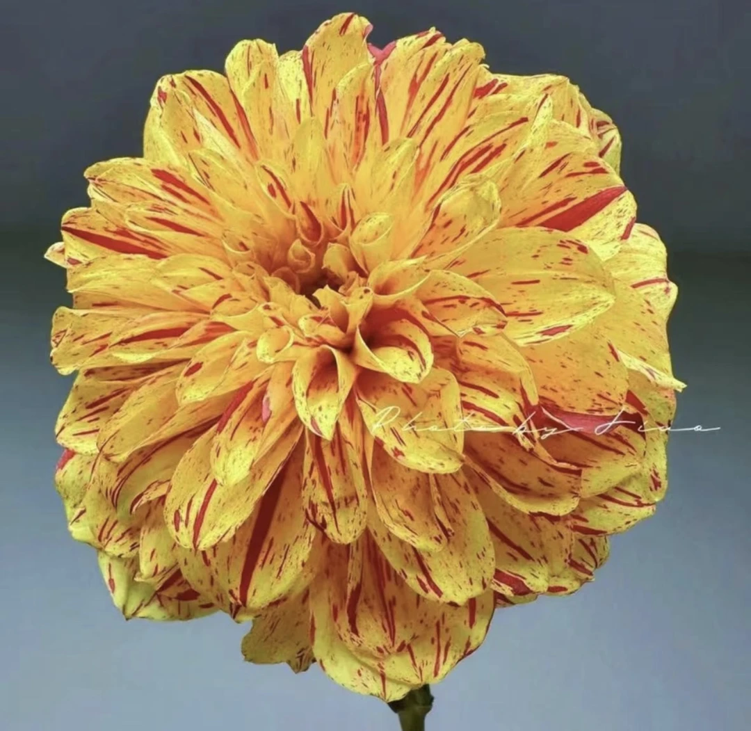 【涂夫人】大丽花(盆栽)带花苞原盆发货(盆坏不赔