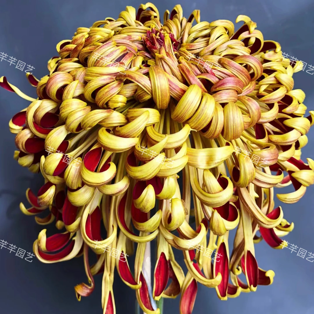 半成品【天门·赤锦】菊花（盆栽）原盆发货（盆坏不赔