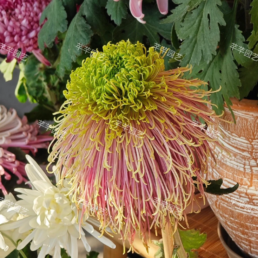 大菊【山海·深潭】成品苗 刚上花苞(7天售后期)原盆原土发货
