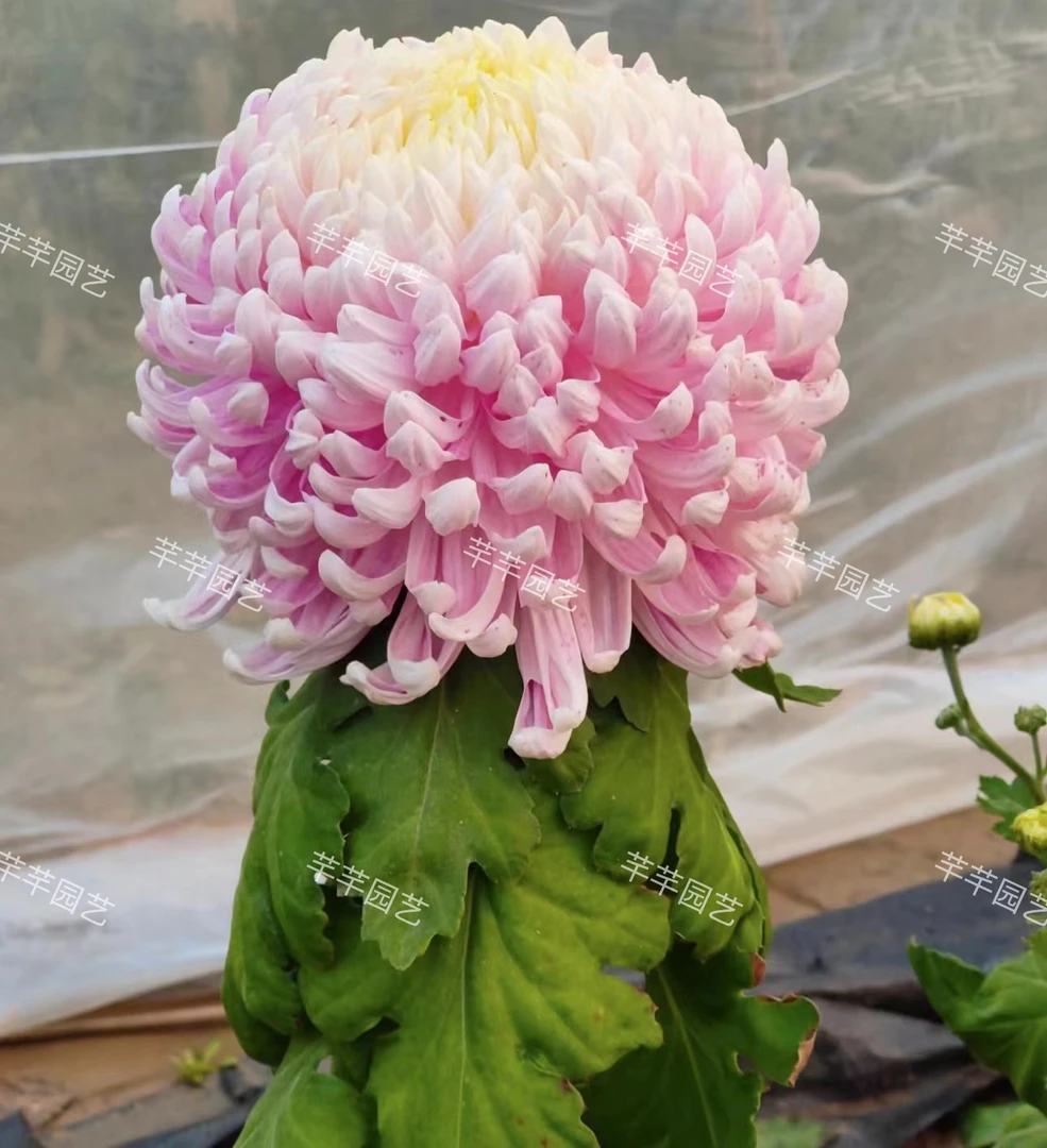 半成品【精山花守】菊花（盆栽）原盆发货（盆坏不赔