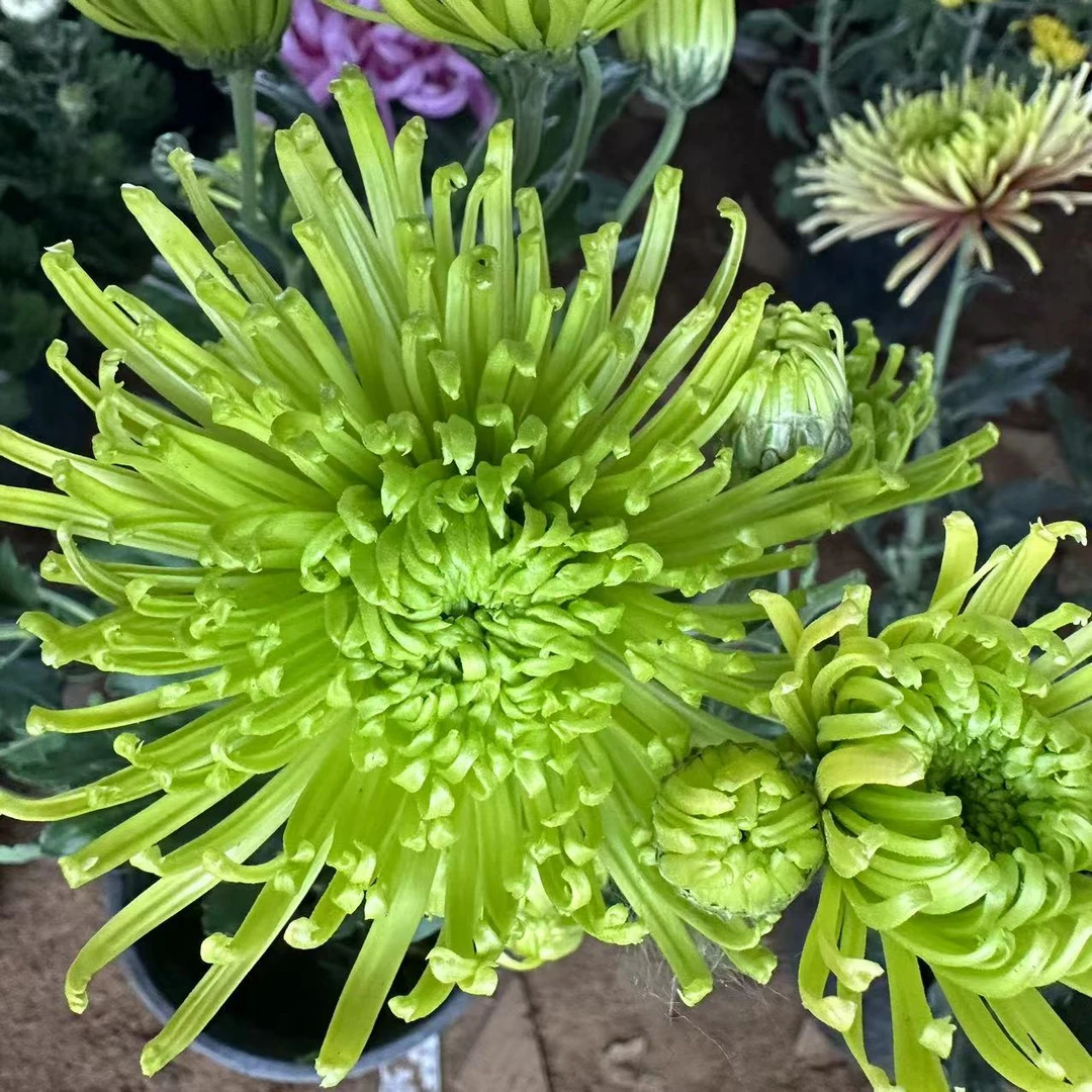 半成品【安娜·绿】菊花（盆栽）原盆发货（盆坏不赔