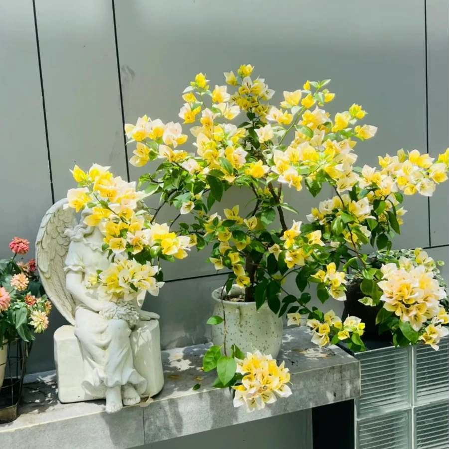 【苏瓦纳】三角梅四季勤花庭院爬藤绿植花卉