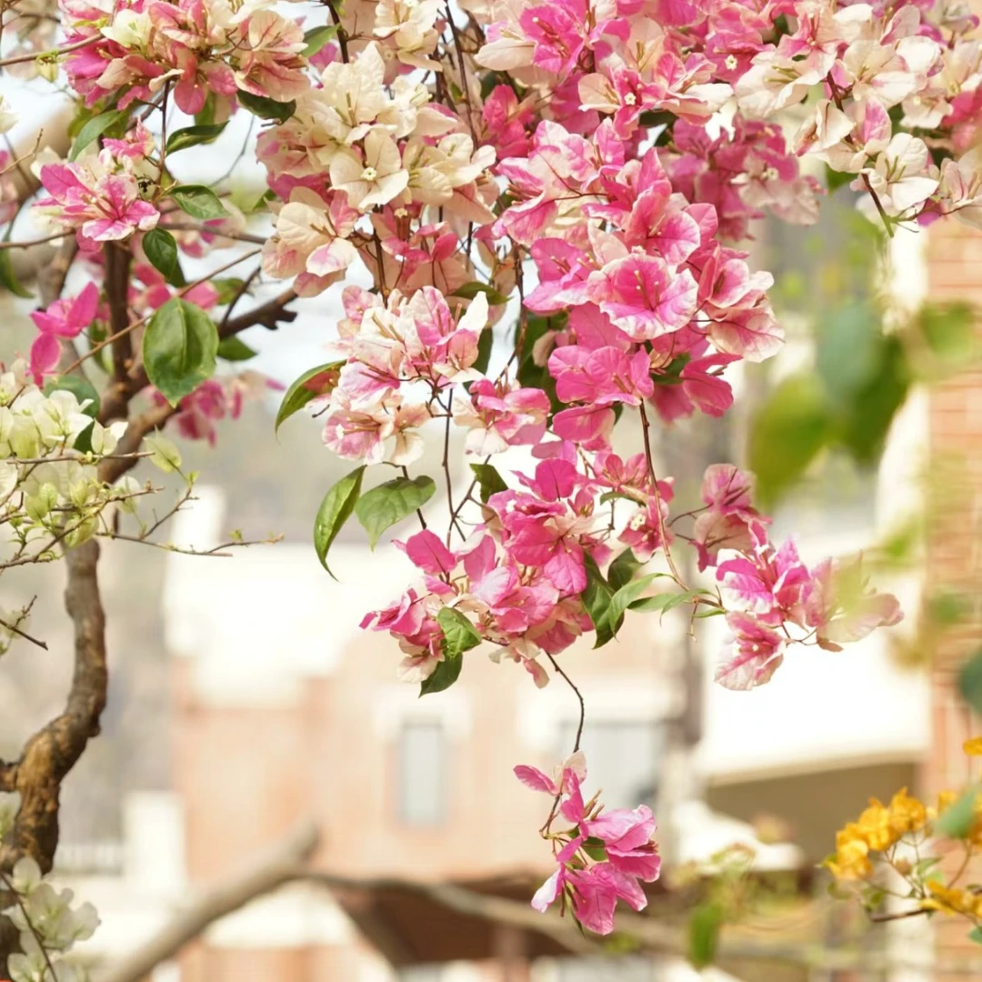 【漳红樱】三角梅百变花蝴蝶四季勤花爬藤绿植