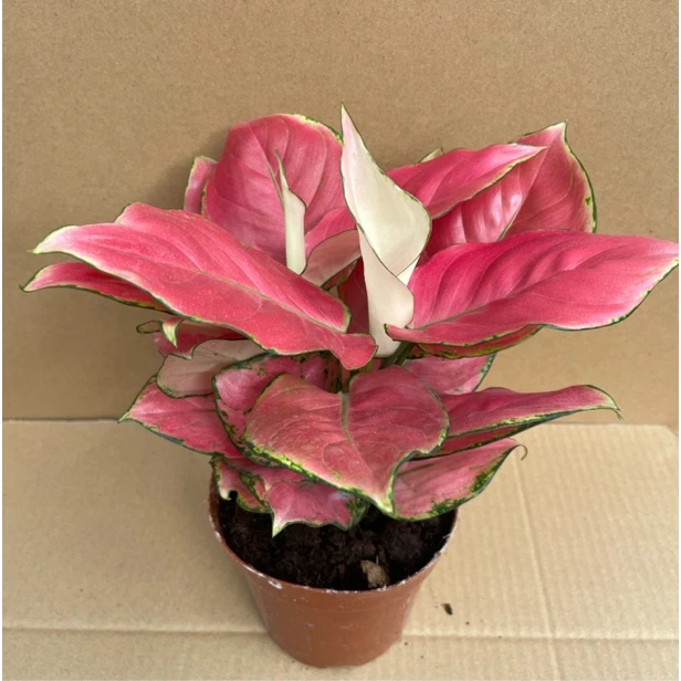 120（原土原盆）双株吉利红室内盆栽好养活