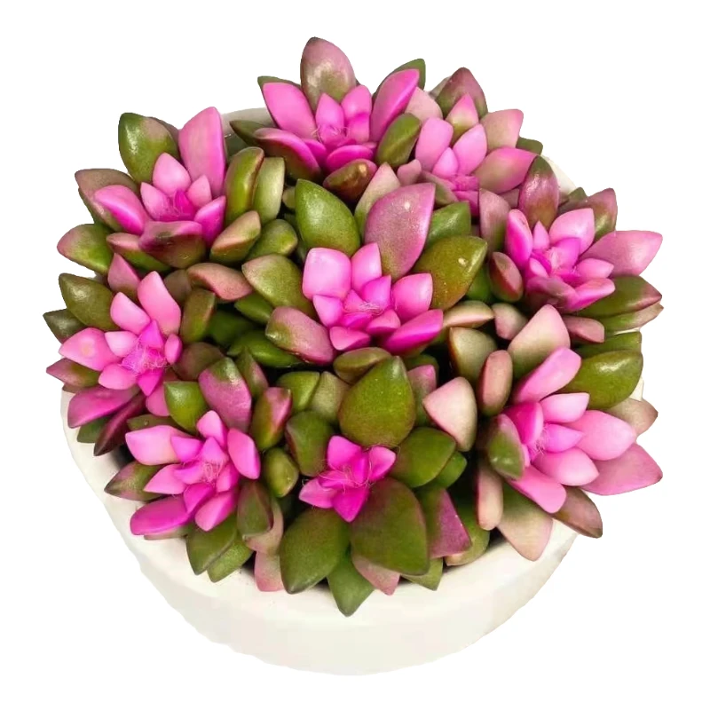 L13.8迷你吹雪之松（拍一发二，冠幅8-10cm）冠幅不大  介意勿拍