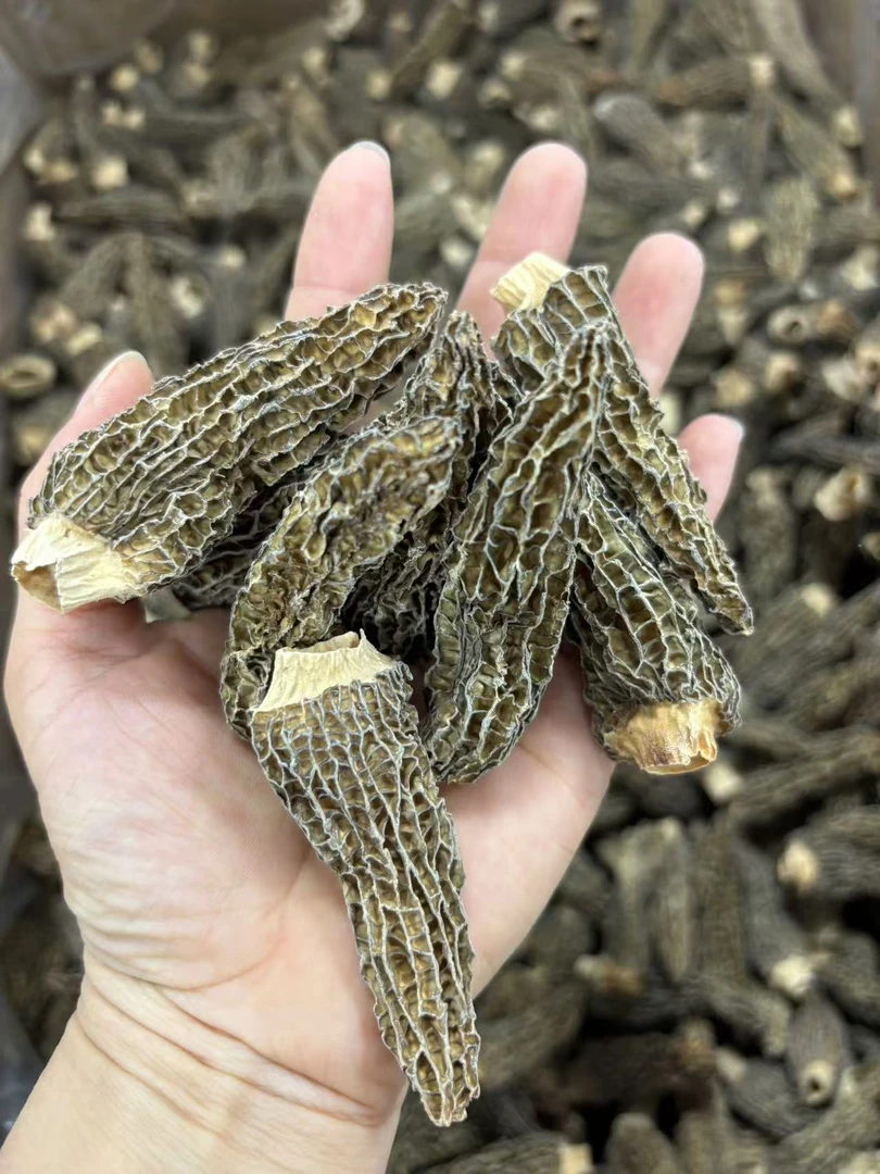 [三妹专线]羊肚菌