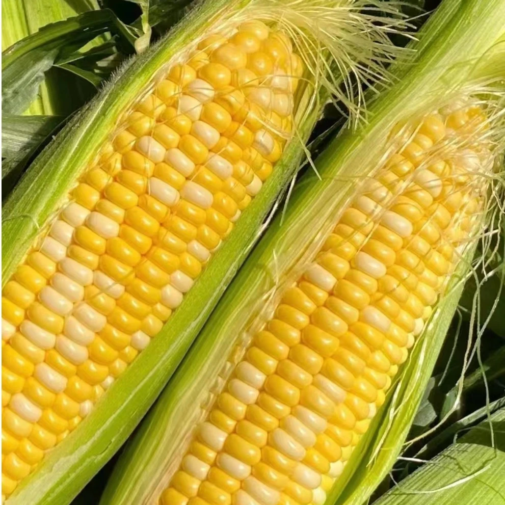 【甜脆】云南金银水果玉米产地现摘现发食用鲜嫩新鲜香甜脆嫩甜玉米