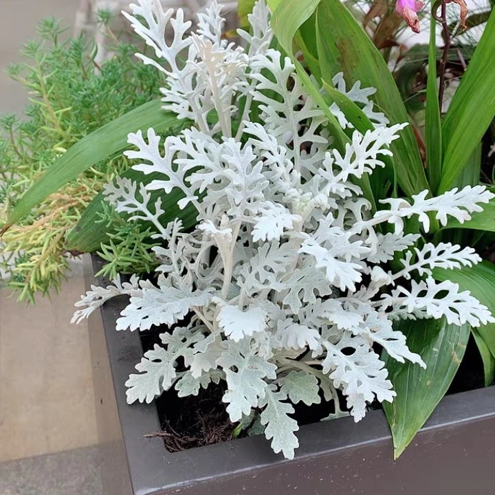 银叶菊盆栽多年生耐寒庭院花园好养美观趣味