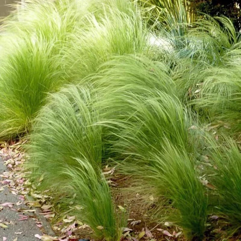 墨西哥羽毛草盆栽细叶针茅苗花镜植物庭院阳台造景绿植多年生好养