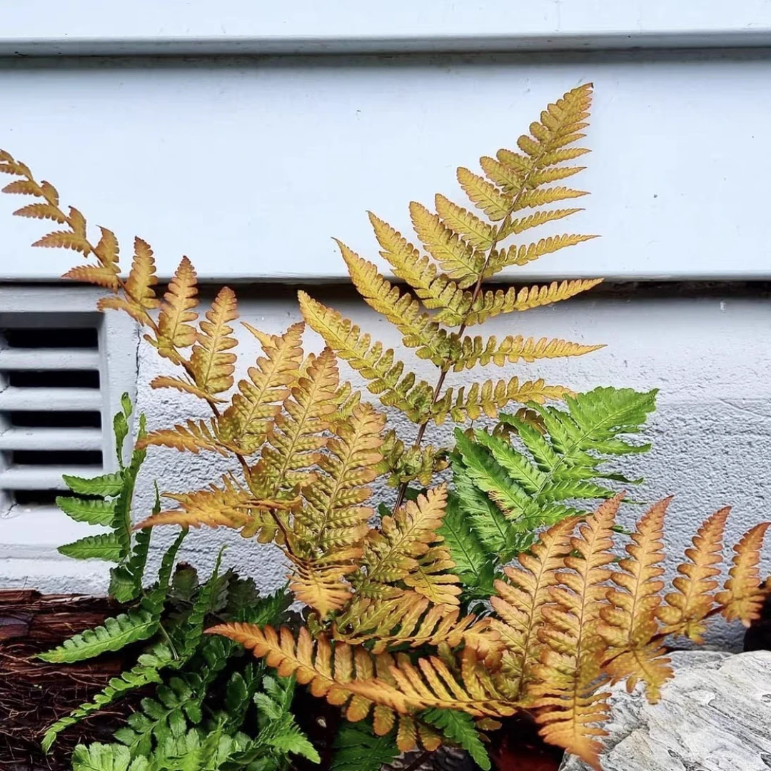 彩虹蕨红盖鳞毛蕨室内盆栽庭院观叶植物耐寒耐阴四季常绿