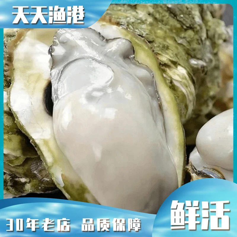 生蚝 鲜活乳山生蚝