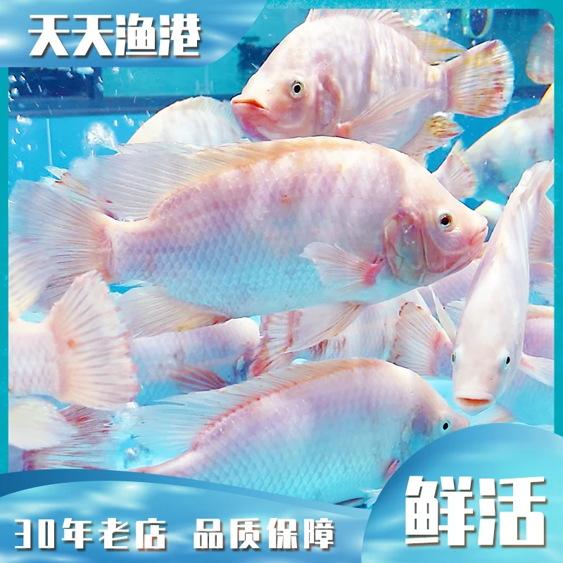 彩虹雕 鲜活（600g左右）