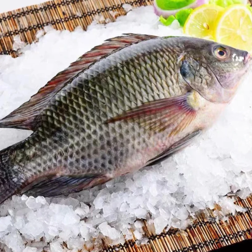 罗非鱼 鲜活罗非鱼  一条1斤左右