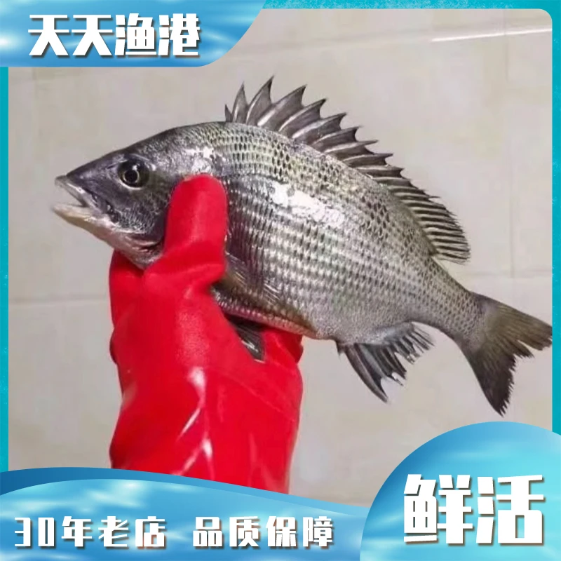银鲷鱼 鲜活（600g左右）