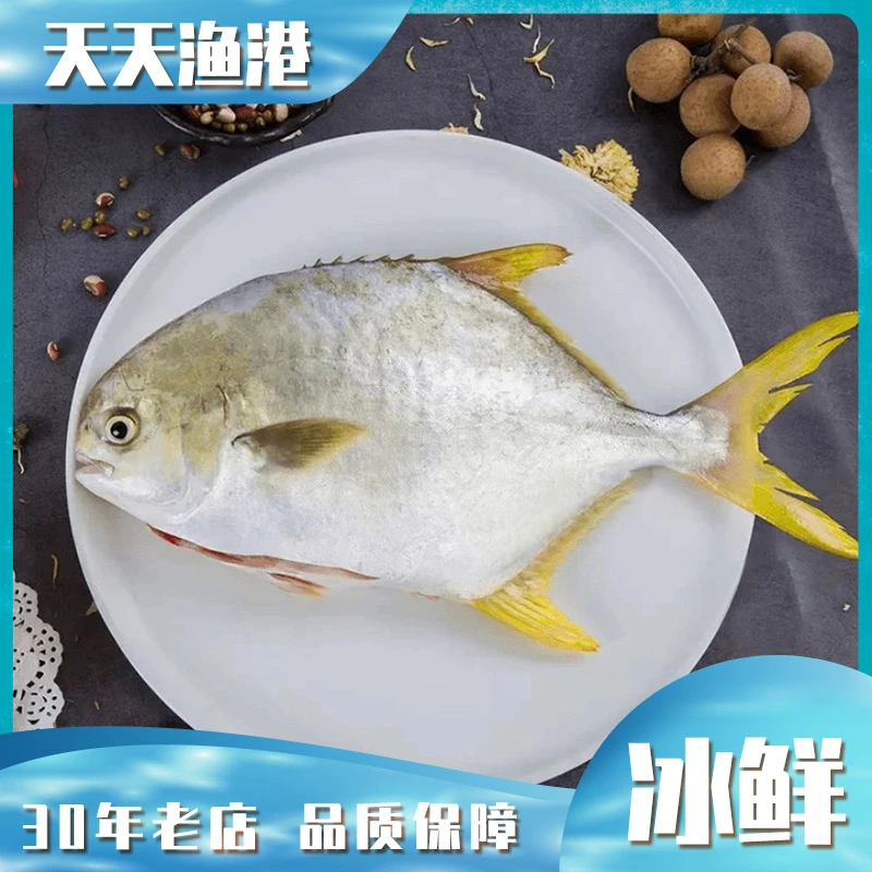 金鲳鱼冰鲜金鲳鱼 500g-600g/条
