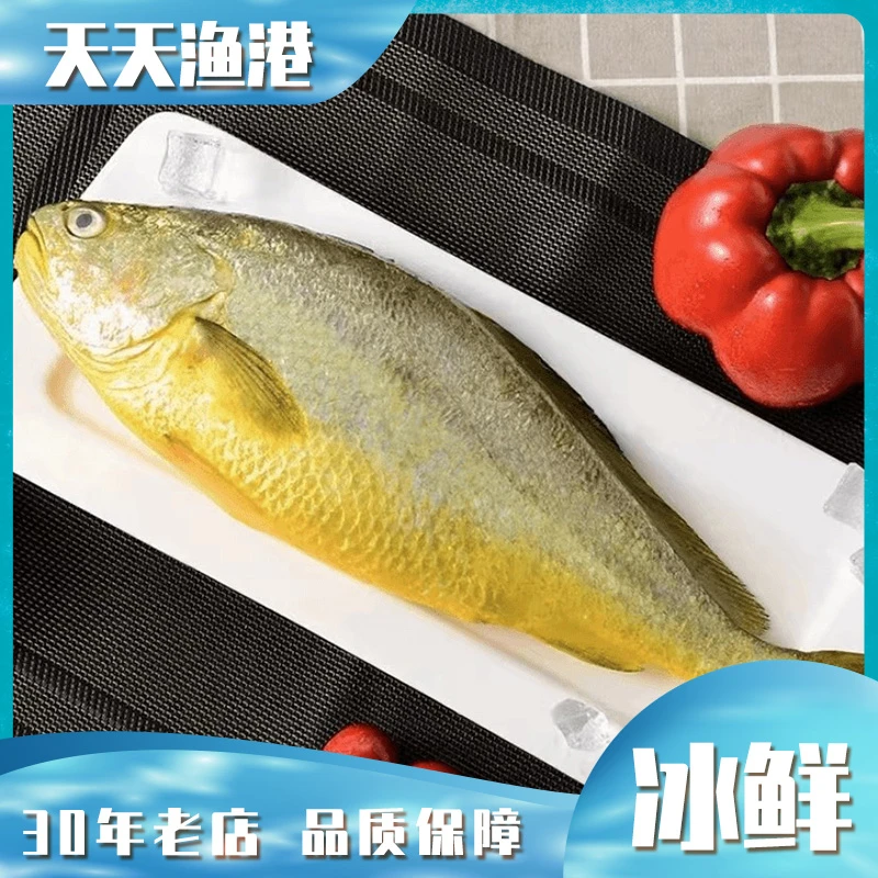 黄花鱼 冰鲜黄花鱼 600g左右/条