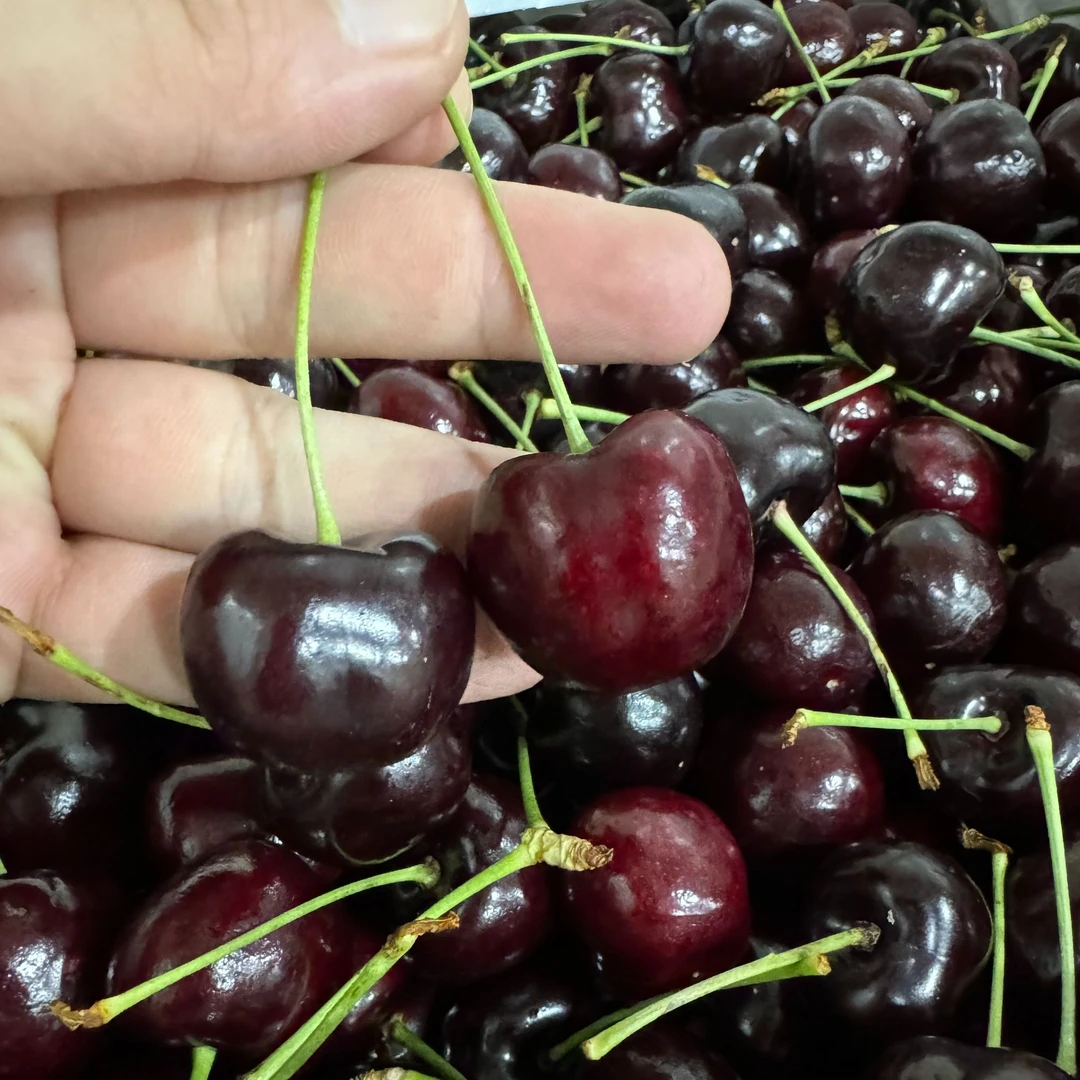 黑珍珠·美国USA空运黑珍珠车厘子樱桃分装【顺丰包邮】