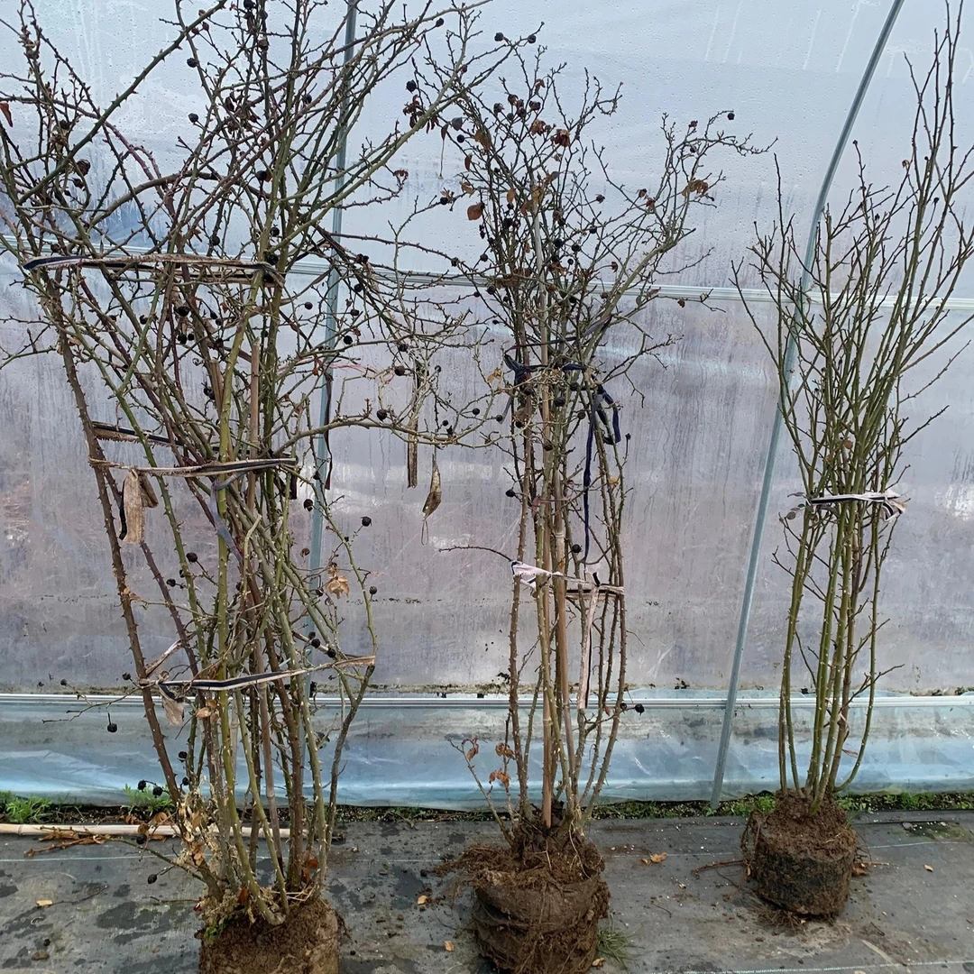 【顺丰】一物一拍特大苗爬藤月季四季开花大花浓香庭院楼顶阳台露台