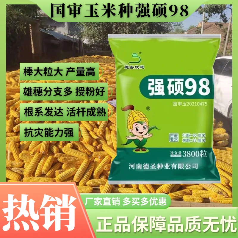 【赠送2袋控旺，注意防倒】国审强硕早熟98稀植大棒玉米种3800株种业