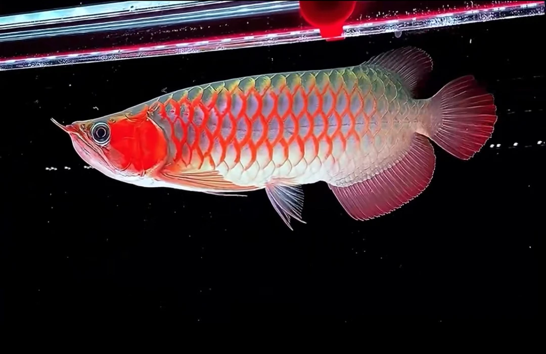 大型观赏鱼印尼纯种红龙印尼超血红龙鱼超血大型观赏鱼热带鱼活体