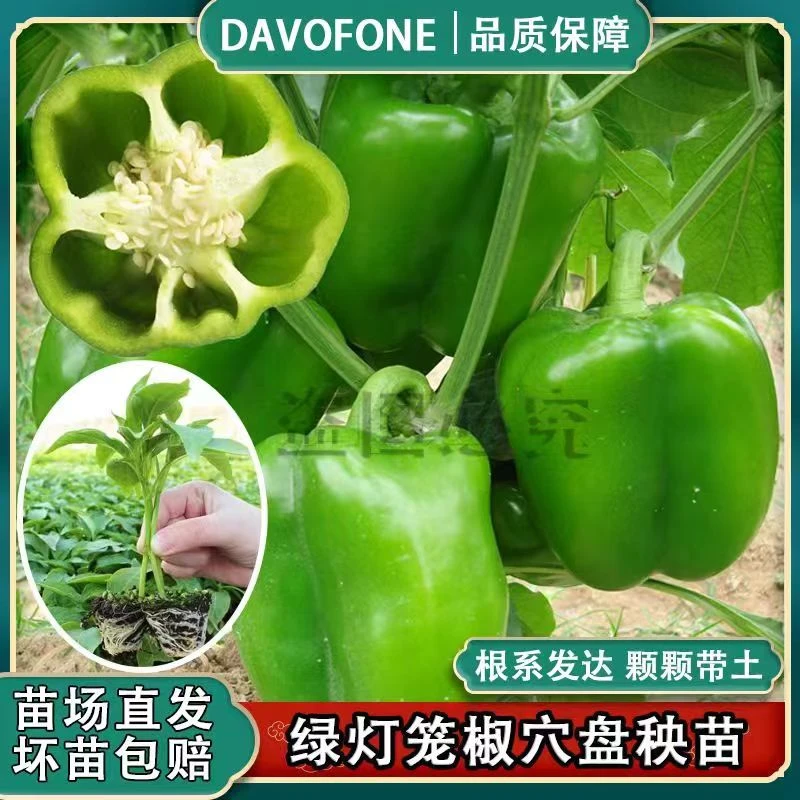灯笼椒苗绿灯笼椒秧苗带土甜椒青椒种苗非转基因蔬菜秧苗春季正宗