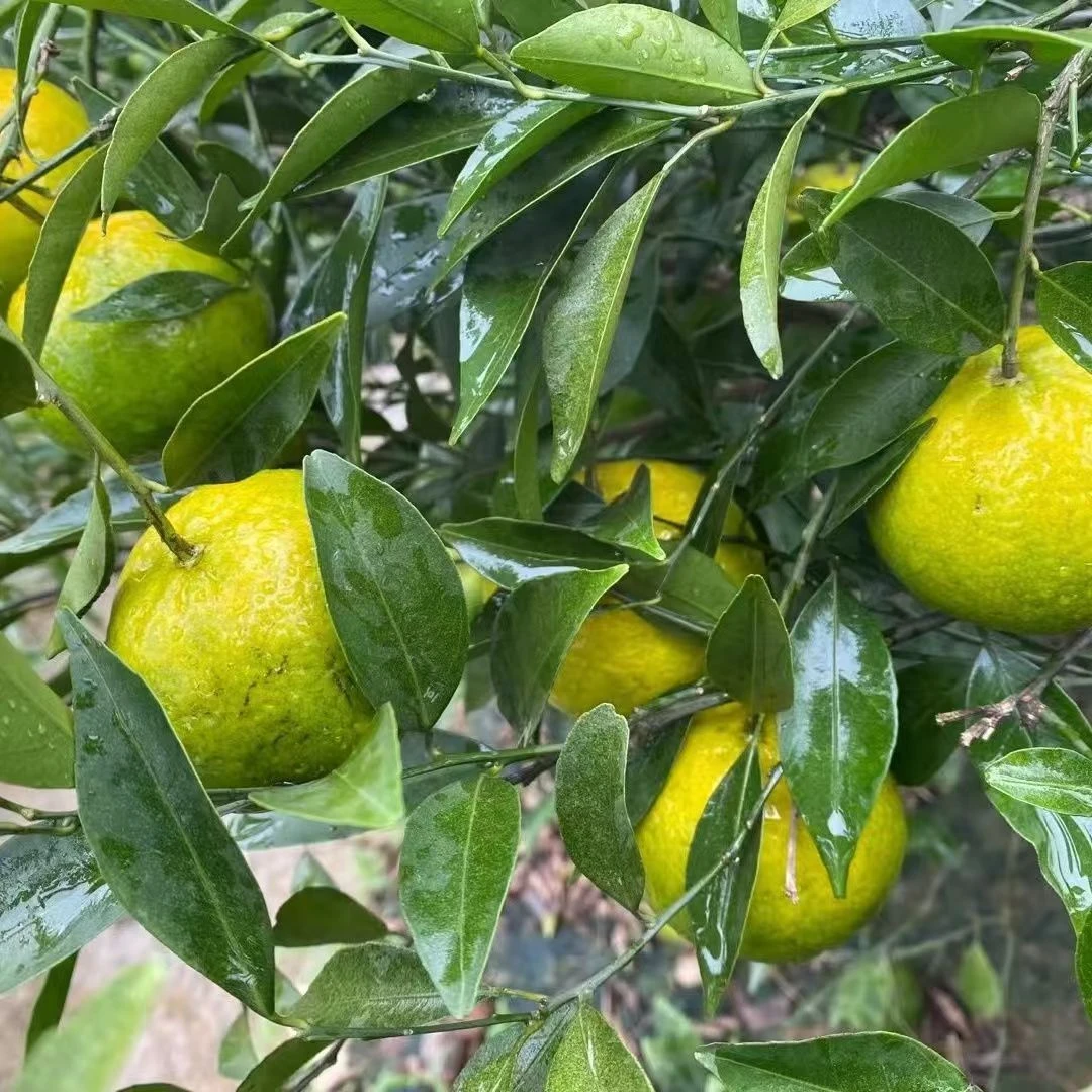 新会柑5斤中小晒陈皮专用正宗天马原圈茶枝果园鲜果现摘发大二红1