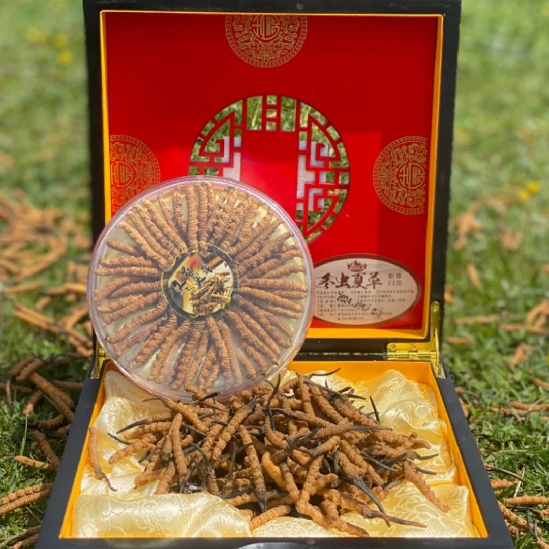 藏地九哥【冬虫夏草特干选拔50根】虫草泡酒饱满食用干草泡酒自用