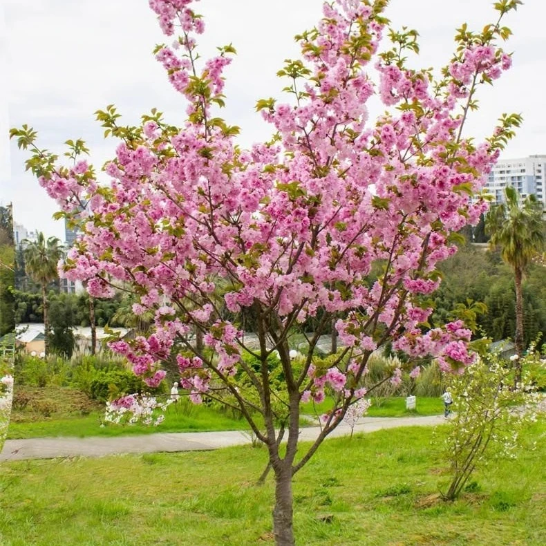 日本樱花树苗南北方室外庭院种植绿化工程大型风景树花卉盆栽植物